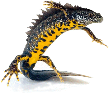 british_great_crested_newt.gif