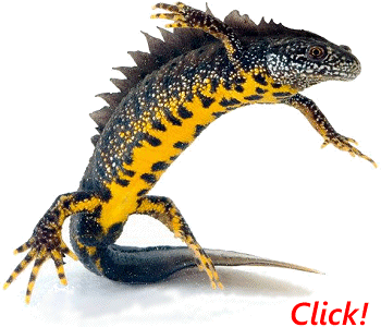 british_great_crested_newt_click.gif
