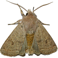 brown_moth.gif