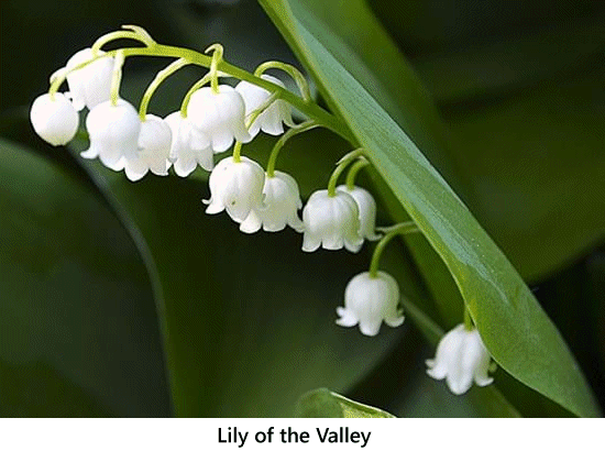lily_of_the_valley.gif