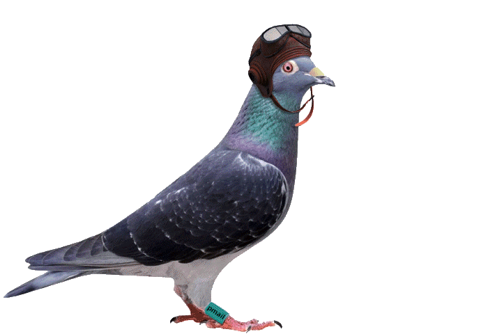 mistral_pmail_small_pigeon_fr_ani.gif