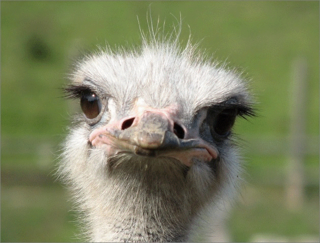 ostrich2.gif