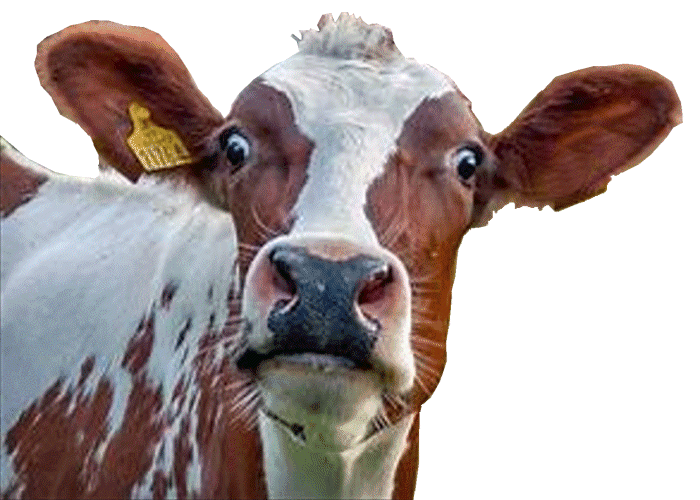 frightened_cow.gif