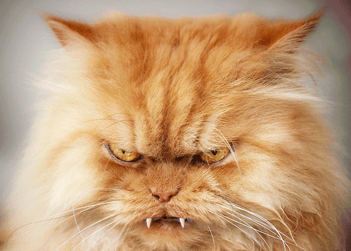 grumpy_cat.gif