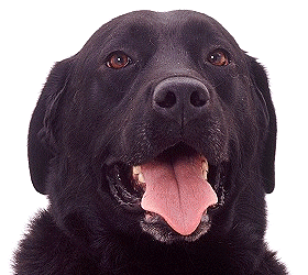 smiling_labrador.gif